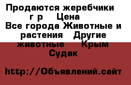 Продаются жеребчики 14,15 16 г.р  › Цена ­ 177 000 - Все города Животные и растения » Другие животные   . Крым,Судак